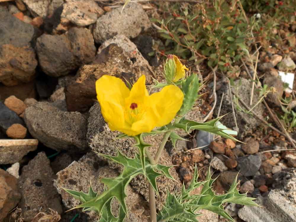 Argemone mexicana ? - Canarie